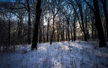 Woods Winter Wallpapers Forest Landscape Desktop Nature