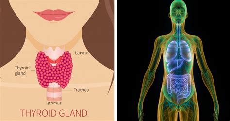 13 Signs And Symptoms You Have A Thyroid Condition And May Not Even
