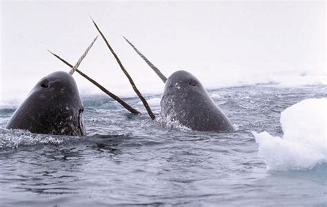 Narwhal Tusk Length Linked To Testes Mass Suggesting Its Purpose Is For