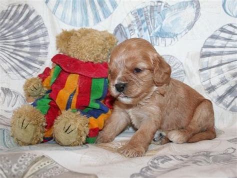 Find great deals on ebay for cavapoo puppies. Cavapoo Puppy for Sale - Adoption, Rescue | Cavapoo Puppy ...