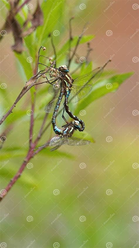 Dragonflies Having Sex Stock Image Image Of Imbabura 205066359