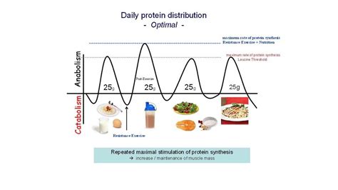 Exploring The Impact Of Protein Intake Timing On Your Health And
