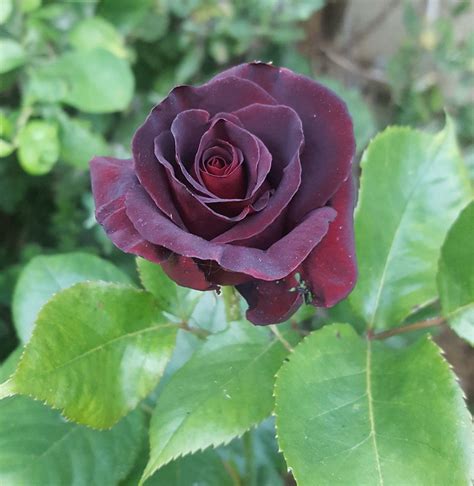 Black Baccara Rose In My Garden Beautiful Flowers Flowers Garden