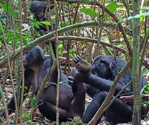 Bonobo Mothers Act As Wing Mums For Their Sons Cbc Radio