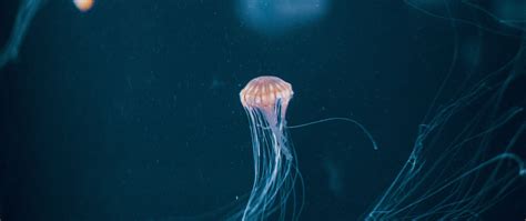 Download Wallpaper 2560x1080 Jellyfish Tentacle Underwater World