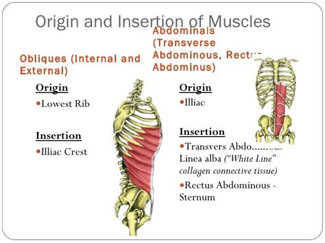 Origin And Insertion Of Major Muscles And Fibre
