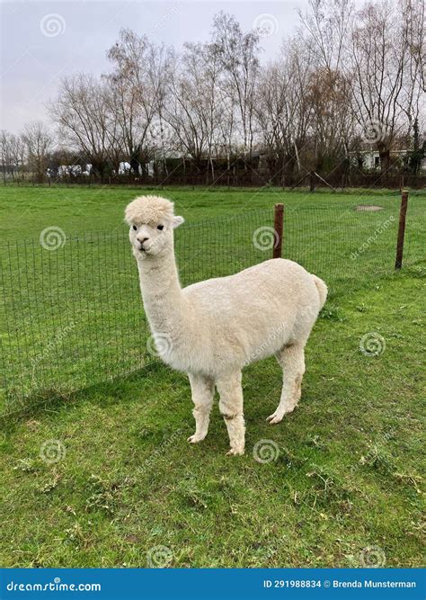 A White Alpaca At An Alpaca Farm Stock Photo Image Of Mammal