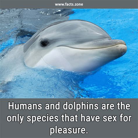 Humans And Dolphins Are The Only Species That Facts Zone