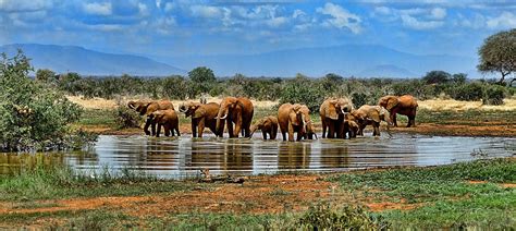 Elephants Watering Hole Safari Free Photo On Pixabay Pixabay