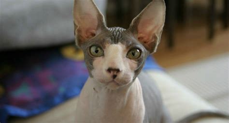 Sphynx Cats Everything You Need To Know About These Hairless Cats