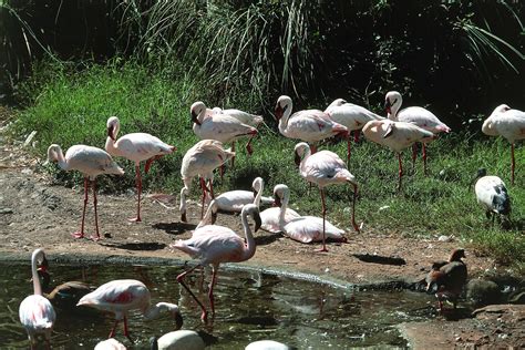 Umgeni River Bird Park One Of The Top Attractions In Durban South