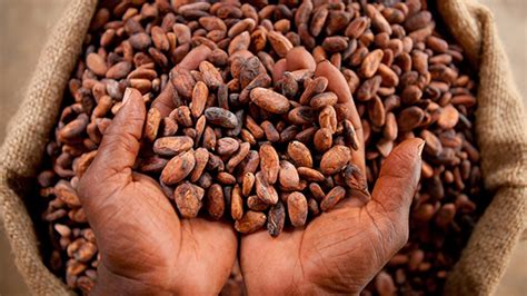 Ghana Raises Cocoa Farmers Pay By 21 After Premium Surcharge