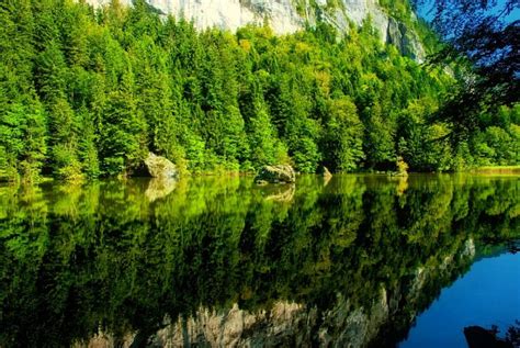 1920x1080px 1080p Free Download Green Reflections Forest Rocks