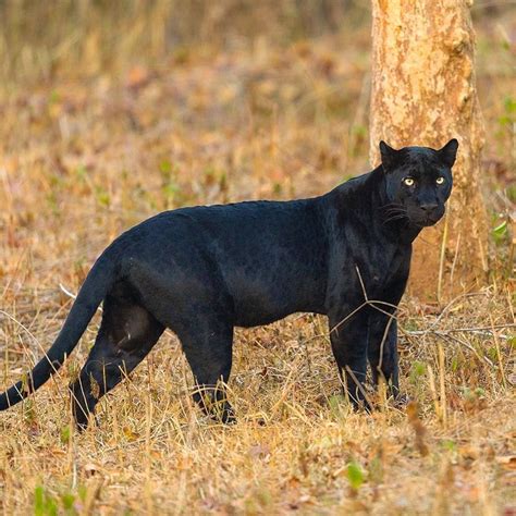 A Beautiful 😍 Black Melanistic Leopard 🐆 In Kabini India 📷