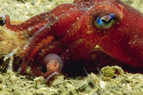 Stubby Squid Facts