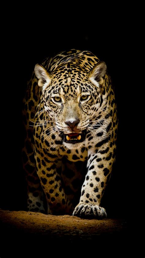 Choose from our handpicked custom iphone wallpaper collection. Leopard 4K HD Wallpapers | HD Wallpapers | ID #22564