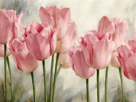 Soft Pink Tulips Hd Desktop Wallpaper Widescreen High Definition