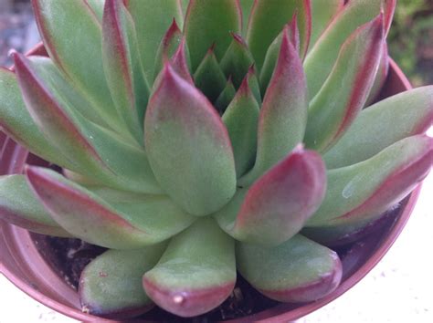 Succulent Plant Echeveria Agavoides Red Tip Lovely Etsy