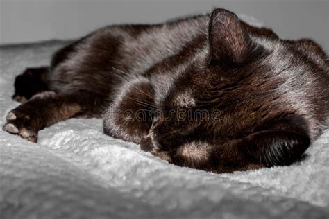 A Cute Black Cat Is Sleeping On The Bed Stock Image Image Of Ears