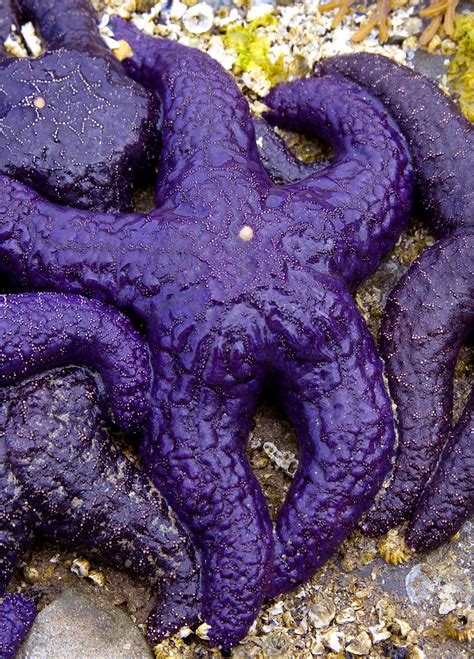 Unusual Star Purple Starfish Washed Up On Arbutus Point At Flickr