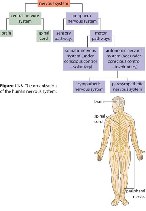 Central Nervous System Diagram Qwlearn