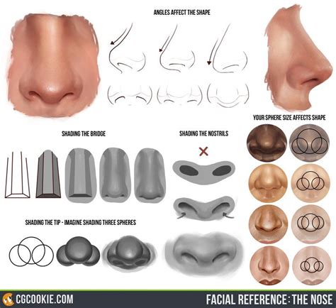 Facial Reference The Nose Digital Art Tutorial Digital Painting