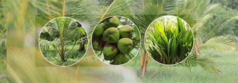 Coconut Cultivation Program In Sri Lanka Goodhandslk