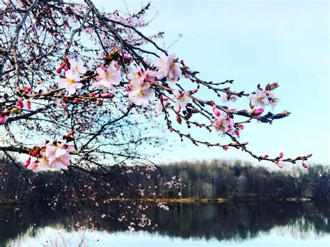 Cherry Blossoms Coming Into Bloom At Centennial Park Rcolumbiamd