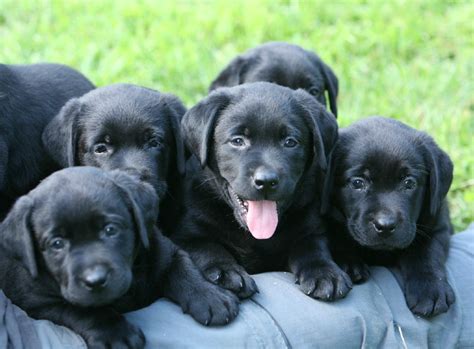 In nice weather, our english black lab puppies are taken outside a few hours a day for some sunshine and introductions to all the outside sounds of vehicles, kids playing, lawn mowers, etc. Yellow, Chocolate, & Black Labrador Retriever Puppies for ...