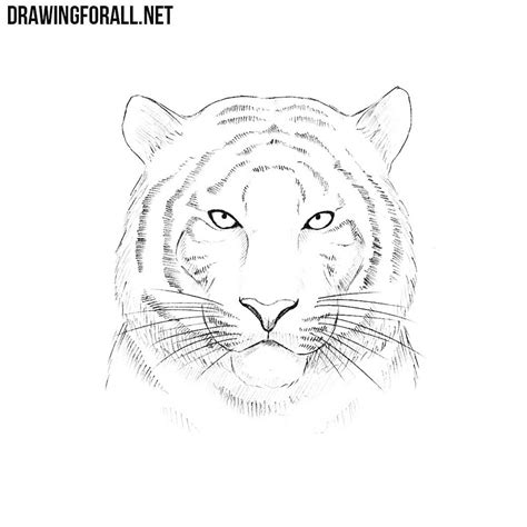In this simple step by step guide learn how to draw a tiger in a simple and interactive way. How to Draw a Tiger Head | DrawingForAll.net