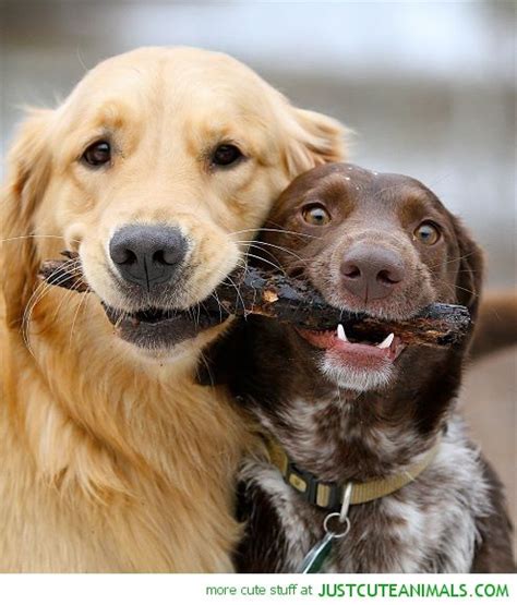 Sharing Dogs Animals Dog Love