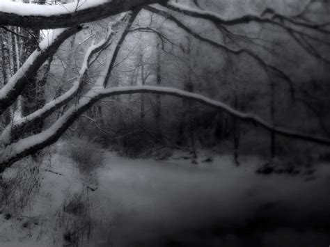 Wallpaper Forest Nature Snow Winter Branch Ice Mist Frost