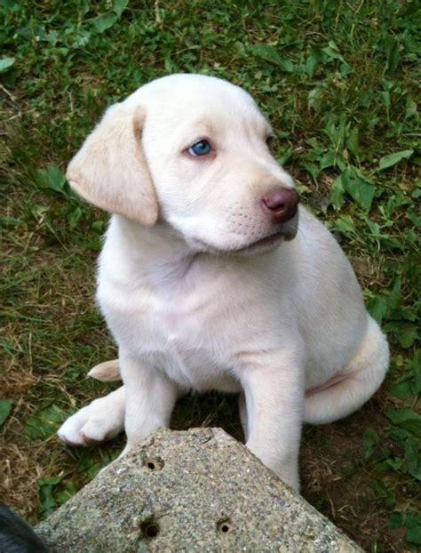Contact the labrador retriever club or the the labrador retriever club of canada for details and also listings of events where labs will be showcased. Silver Mist Labradors | Labrador Retriever Breeder ...