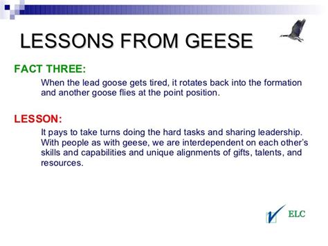 lessons from geese teamwork
