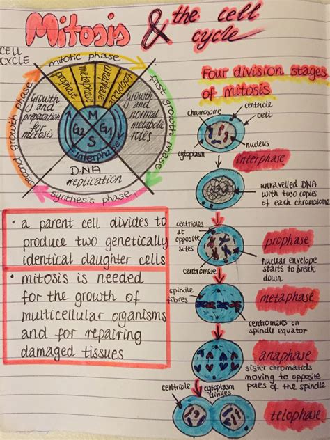 Mitosis And The Cell Cycle Biology Lessons Biology Classroom Learn