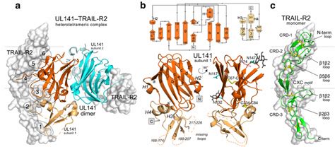 Crystal Structure Of The Ul141trail R2 Complex A Download