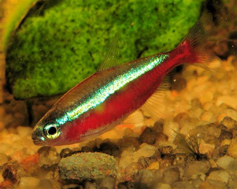 Cardinal Tetra Red Neon Tetra Fish Species Profile