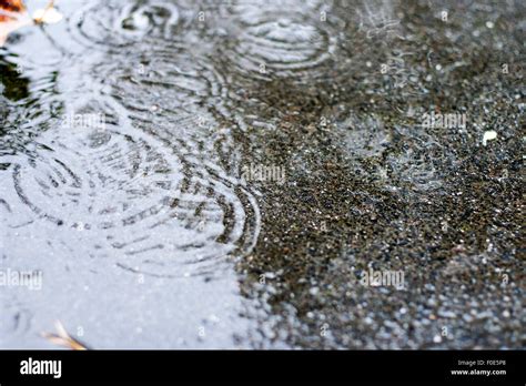 Raindrop Rings In A Puddle Stock Photo Alamy