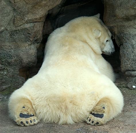 Polar Bear In Moscow Zoo Sergey Yeliseev Flickr