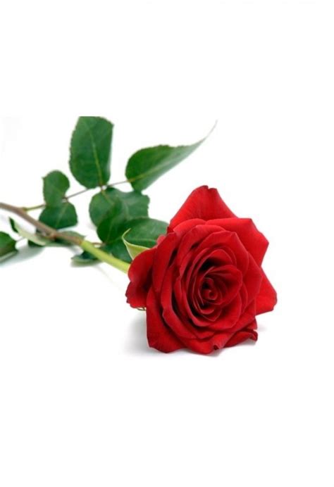 1 Rosa Rossa Confezionata Prima Di Completare Il Pagamento Consultare