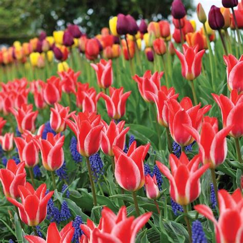 A Blog About Organic Gardening In North Idaho Zone 5b Daffodil Bulbs