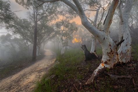 An Australian Bush Photography Classic A Sydney Misty Morning Sunrise