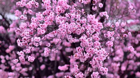 Wallpaper Nature Branch Cherry Blossom Pink Spring Lilac Tree