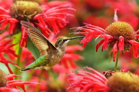 Attract Hummingbirds To Your Small Garden Deck Or Patio