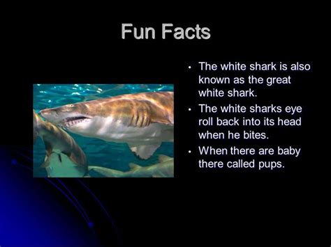 Image Result For Fun Facts About Sharks Shark Facts Fun Facts About