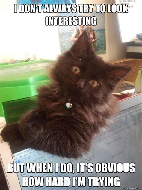 Most Awkward Cat In The World Memes Quickmeme