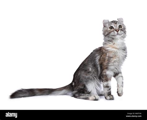 Cat With Paw Lifted Cut Out Stock Images And Pictures Alamy