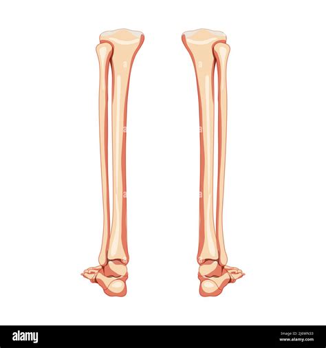 Leg Tibia Fibula Foot Ankle Skeleton Human Back Posterior Dorsal