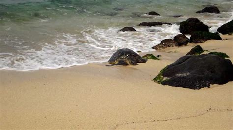 Turtles On Laniakea Turtle Beach North Shore Oahu Youtube