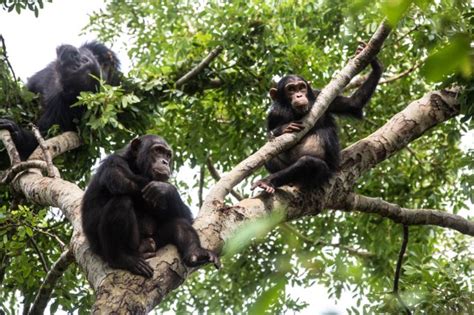 Chimpanzees Bond Over Watching Movies Together Research Claims Metro